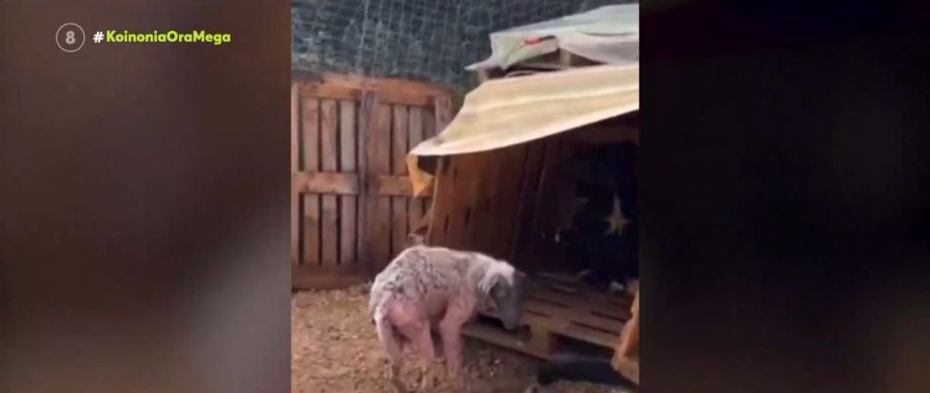 Μήνυση κατά του Δήμου Ζηρού από δύο φιλοζωικές για το «καταφύγιο» αδέσποτών ζώων