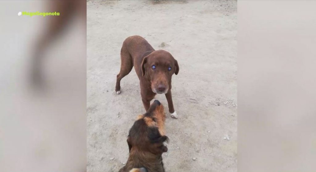 Ένα… Χάτσικο με happy end στην Νάουσα