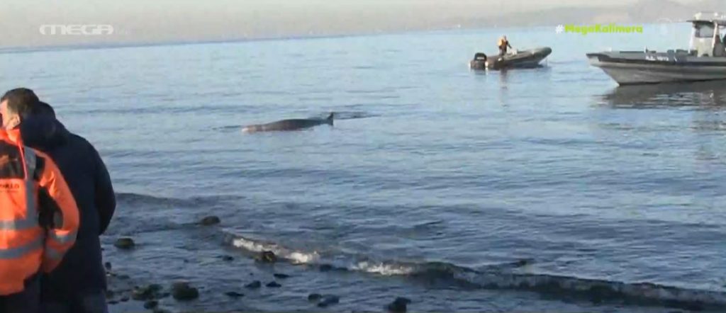 Απίστευτο: Φάλαινα βγήκε στα ρηχά στην παραλία του Αλίμου – Σε εξέλιξη επιχείρηση διάσωσής της