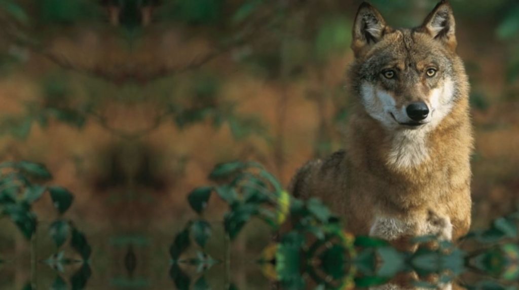 Πάρνηθα – Ξεκάθαροι οι ειδικοί – «Μένουμε μακριά από την άγρια πανίδα»