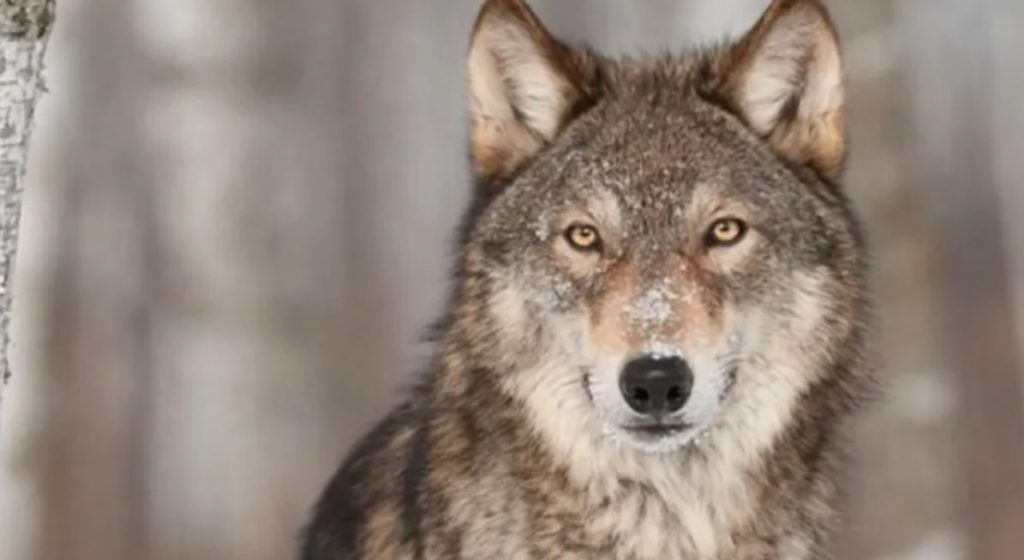 Διόνυσος: Αναζητείται ο λύκος που κατασπάραξε δύο σκυλιά