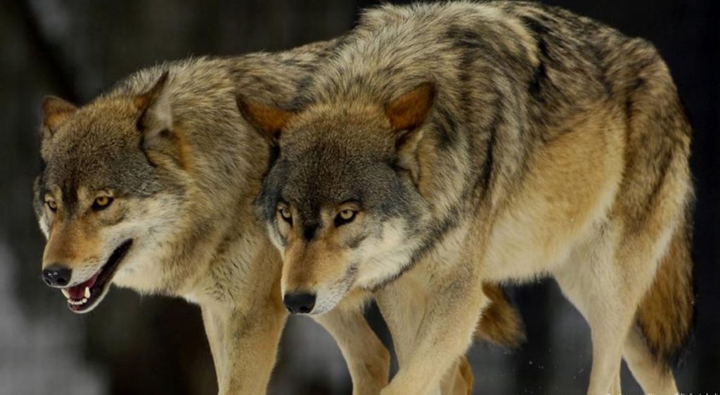 Διόνυσος: Τρόμος από τον λύκο που κατασπάραξε σκυλιά στην περιοχή