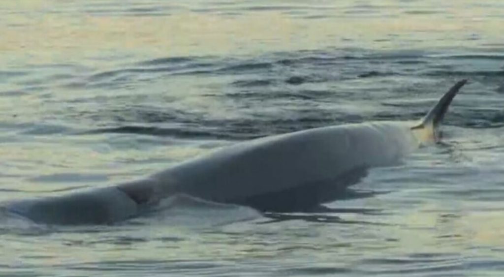 Θλίψη και αγωνία για το κήτος που βγήκε στη στεριά του Αλίμου για να πεθάνει