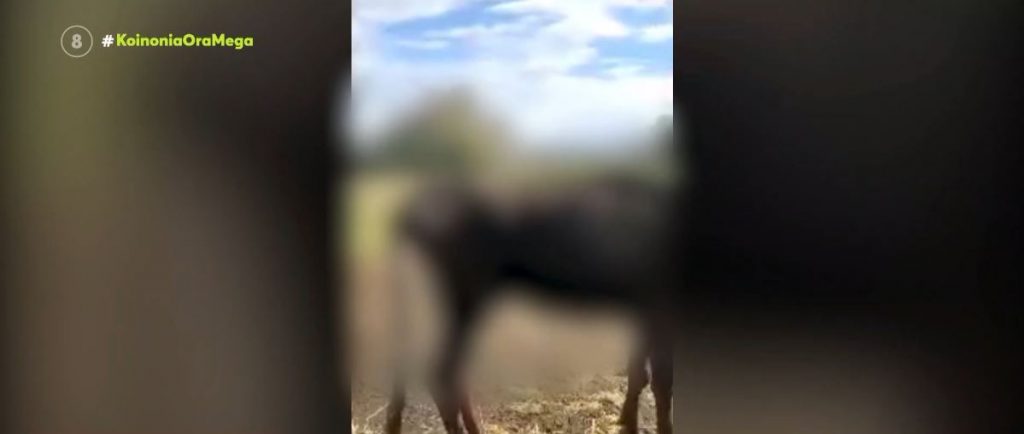 Κολαστήριο ζώων στην Κω: Σκελετωμένες & νεκρές αγελάδες σε απάνθρωπες συνθήκες