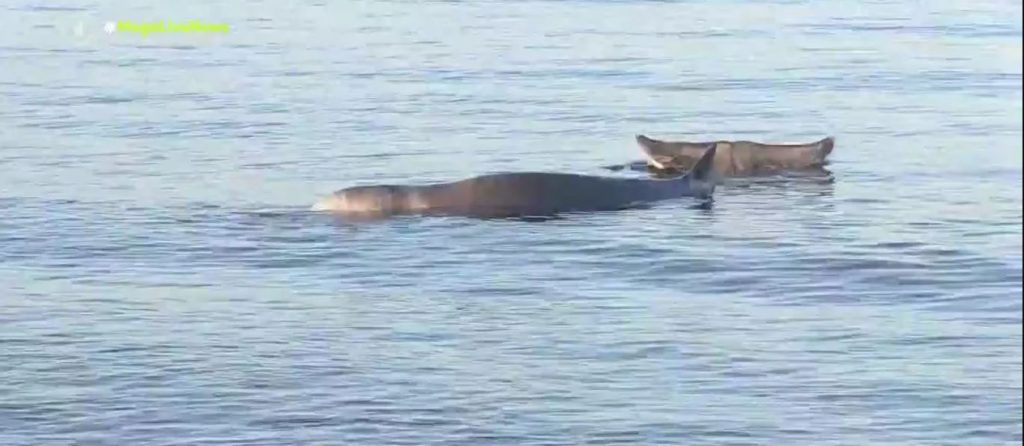 Φάλαινα ζιφιός: Καταγγελίες για λάθη στη διάσωσή του