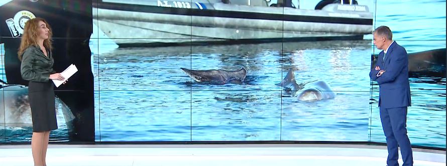 Θλίψη: Εντοπίστηκε νεκρή η φάλαινα του Αλίμου