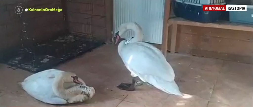 Συγκινητική ιστορία αγάπης δύο κύκνων στην Καστοριά