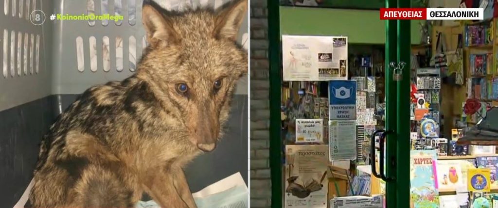Θεσσαλονίκη: Τραυματισμένο λυκάκι βρήκε καταφύγιο σε βιβλιοπωλείο