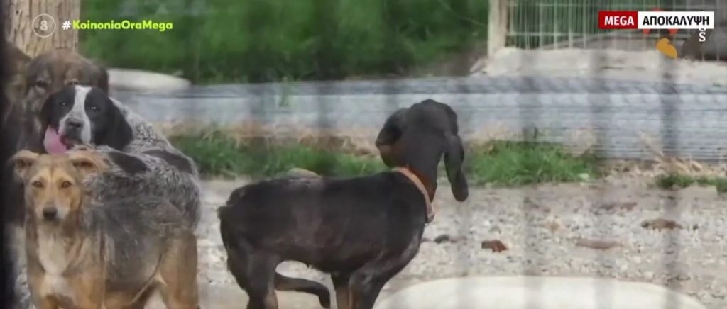 Συνελήφθη ο αντιδήμαρχος Σπάρτης για τα κυνοκομεία – κολαστήρια: «Δεν αξίζει σε κανένα πλάσμα να ζει έτσι»