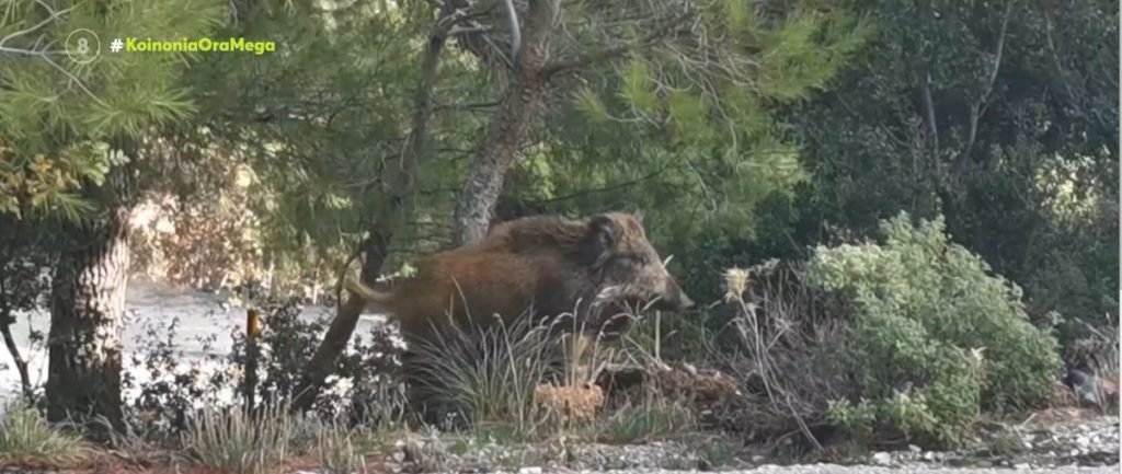 Τρίκαλα: Σε κρίσιμη κατάσταση ο 12χρονος που τραυματίστηκε σε κυνήγι αγριογούρουνου