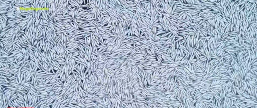 Γαλλία: 100.000 νεκρά ψάρια στην επιφάνεια της θάλασσας