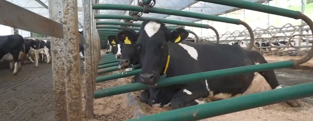 Ακρίβεια: Το τεφτέρι των κτηνοτρόφων γράφει ζημιές & χρέη