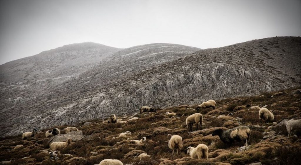 Ζωοτροφές: 40 εκατ. ευρώ για την στήριξη των κτηνοτρόφων