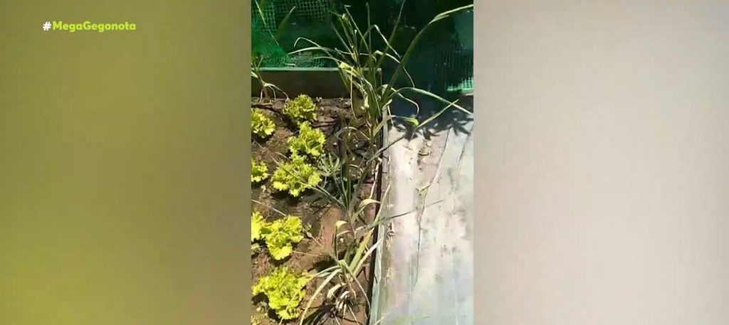 Φτιάχνουν μποστάνια σε κήπους και μπαλκόνια  λόγω… ακρίβειας
