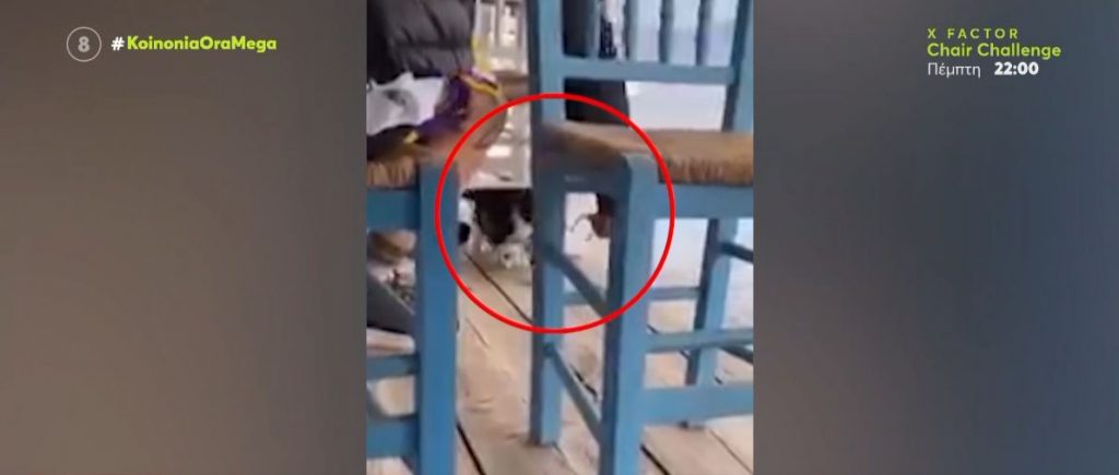 Αιδηψός: Συνελήφθη ο «νταής» που κλώτσησε το γατάκι