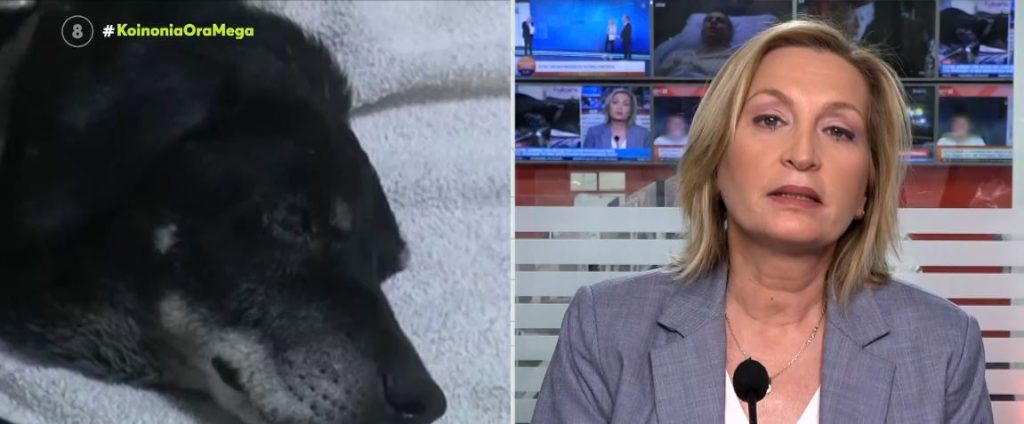 Κτηνωδία στα Χανιά: Έσερνε με το αυτοκίνητο το γέρικο σκύλο του δεμένο στον προφυλακτήρα