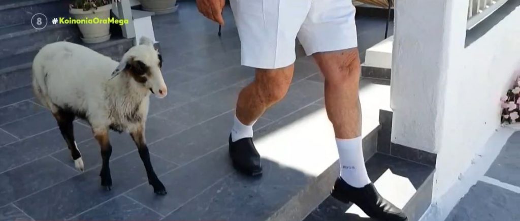 Μήλος: Η Ελπίδα, το πρόβατο που πάει σούπερ μάρκετ, «πίνει» καφέ & έχει γίνει η ατραξιόν του νησιού!