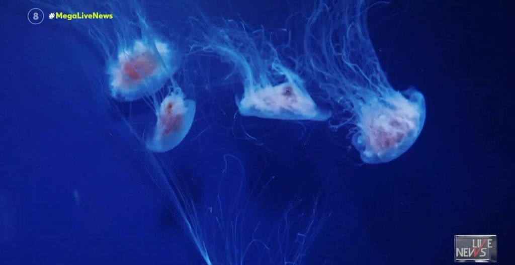 Η… επέλαση των μωβ μεδουσών στις ελληνικές παραλίες