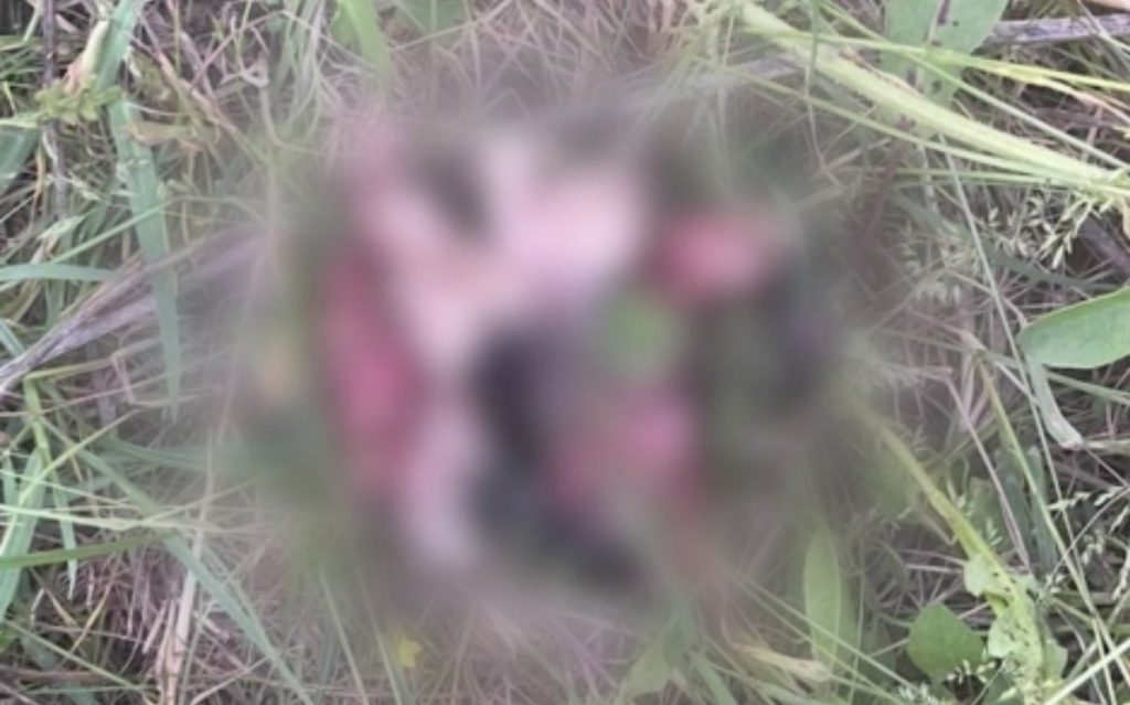 Άνδρας σκότωσε με χορτοκοπτικό εννέα κουτάβια στα Καβάσιλα Ηλείας