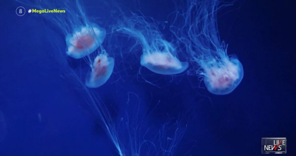 Στα… πλοκάμια της μωβ μέδουσας – Θα εμφανιστούν σε όλες τις θάλασσες