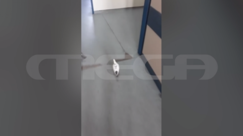 Ρόδος: Σεκιούριτι για να απομακρύνουν τα περιστέρια από τους θαλάμους του νοσοκομείου επιστρατεύει η διοίκηση