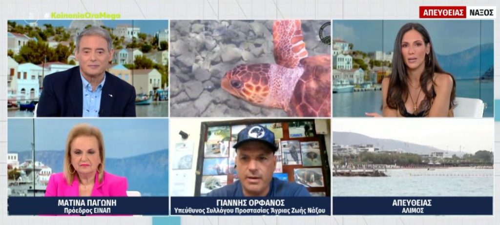 Ο Μάριος η χελώνα έφαγε 100 μέδουσες μέσα σε μισή ώρα στη Νάξο