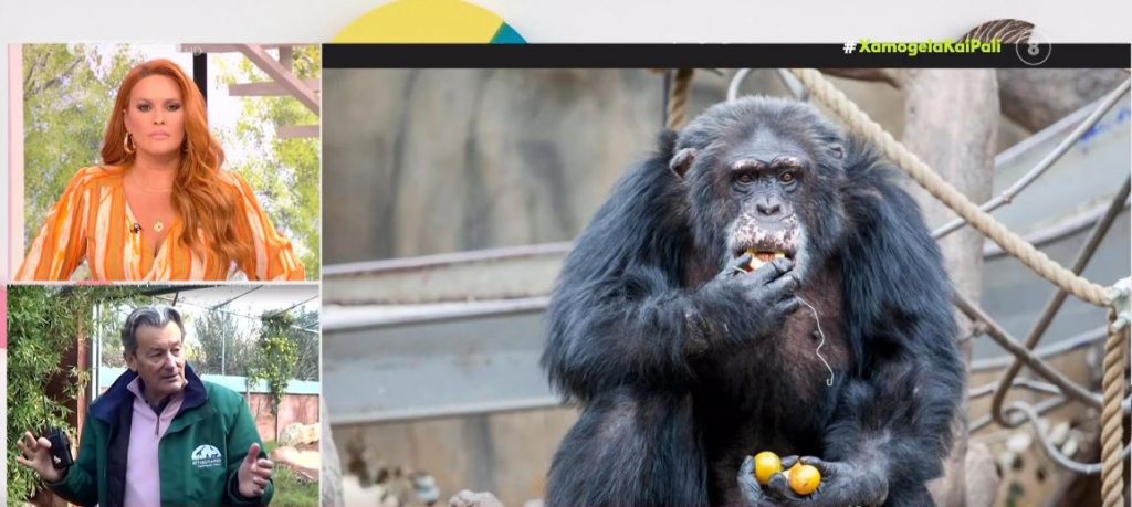 Αττικό Ζωολογικό Πάρκο: Σκότωσαν χιμπατζή που διέφυγε από το χώρο του – Τι απαντά ο ιδρυτής του πάρκου μετά τις αντιδράσεις