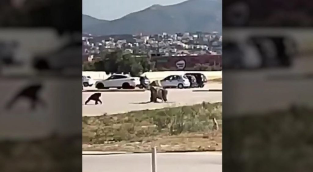 Αττικό Ζωολογικό Πάρκο: Σάλος στα social media για την «εξουδετέρωση του χιμπατζή»