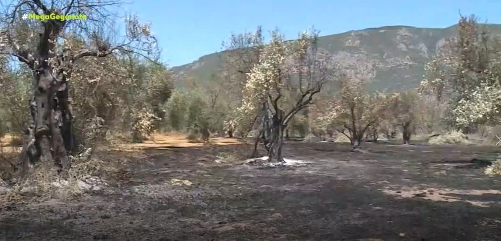 Φωτιά στην Άμφισσα: Νύχτα αγωνίας και τρόμου – Μάχη για να σωθούν περιουσίες