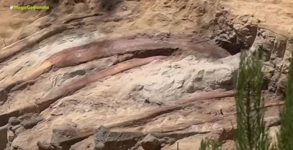 Πορτογαλία: Σε αυλή σπιτιού ανακαλύφθηκε ο μεγαλύτερος δεινόσαυρος στην Ευρώπη