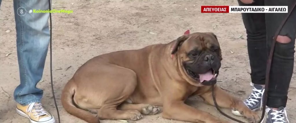 Εύβοια: Στη ΜΕΘ 6χρονο αγοράκι που δέχτηκε επίθεση από ροτβάιλερ