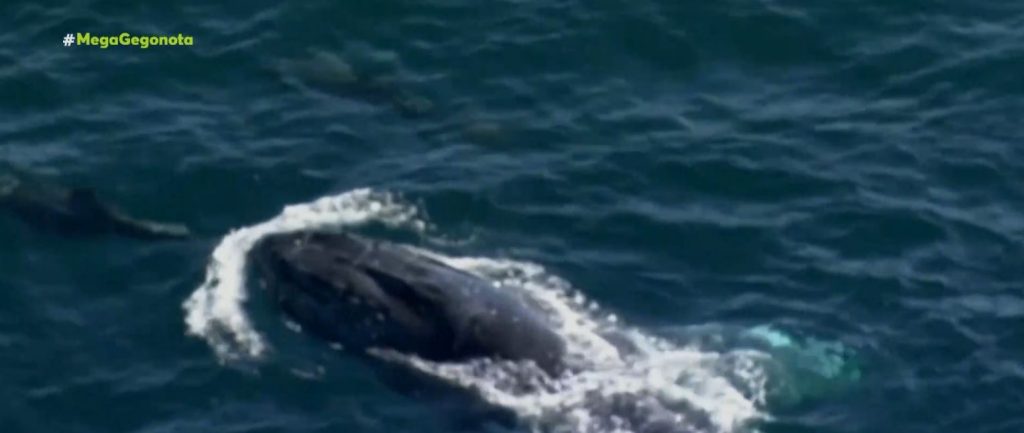 Αυστραλία: Φάλαινα παίζει με κοπάδι δελφινιών