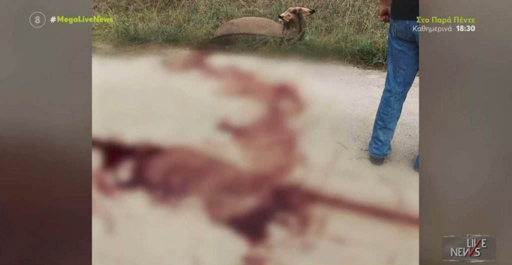 Ιωάννινα: Ελεύθερος με όρους ο αντιδήμαρχος που έσερνε τον αιμόφυρτο γάιδαρο με το αγροτικό