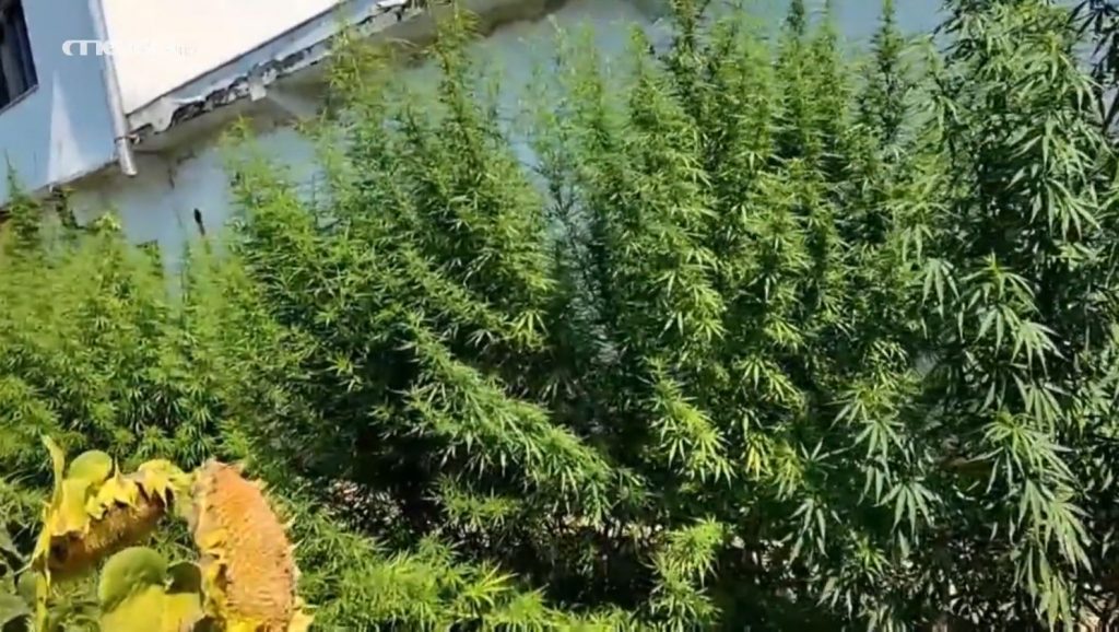 Θεσσαλονίκη: Καλλιεργούσε κάνναβη στην αυλή του – Χειροπέδες σε 85χρονο