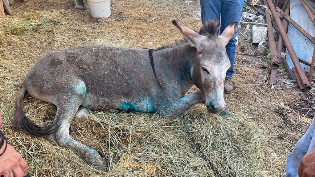 Ζίτσα: Στην Αθήνα μεταφέρεται το γαϊδουράκι που τραυματίστηκε σοβαρά από τον πρώην αντιδήμαρχο
