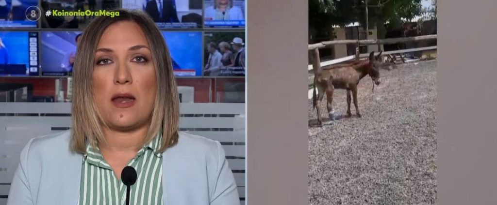 Μέγαρα: Νέα κακοποίηση γαϊδαράκου