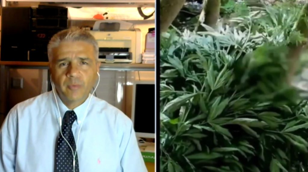 Θεσσαλονίκη: «Ξεδόντιασε» σπείρα χασισοκαλλιεργητών η Αστυνομία