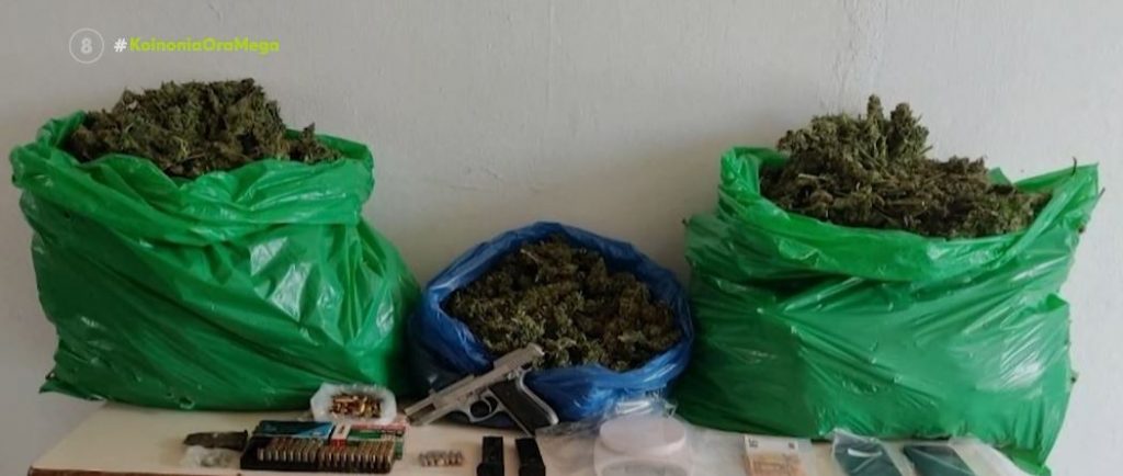 Ζωνιανά: Φυτεία κάνναβης εντόπισαν οι αστυνομικοί μετά από μεγάλη επιχείρηση