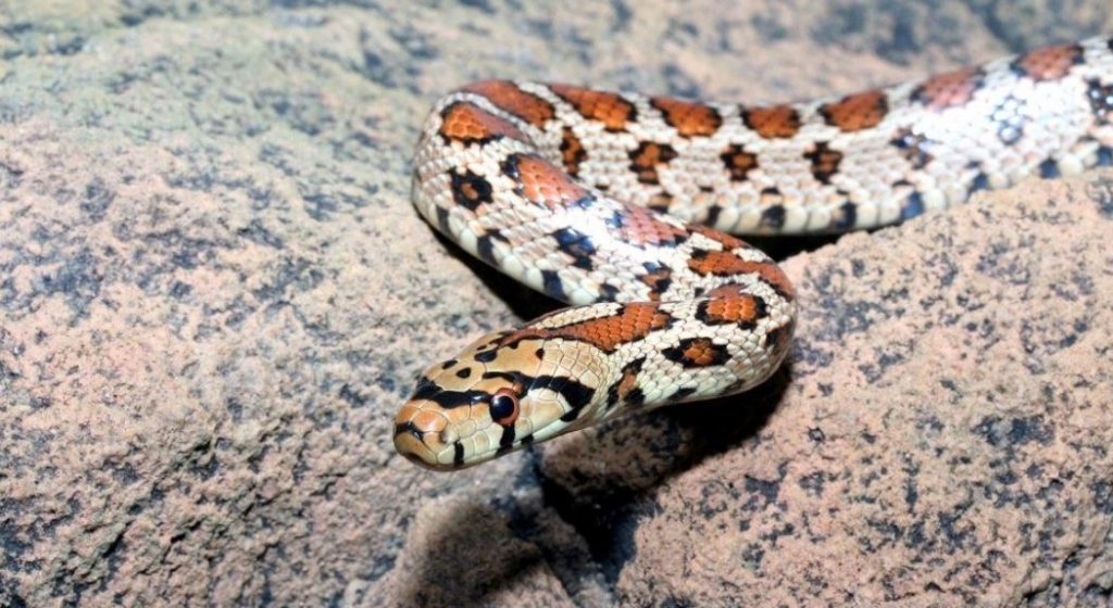 Θεσσαλονίκη: Ακίνδυνα ήταν τελικά τα φίδια που βρέθηκαν σε νηπιαγωγείο