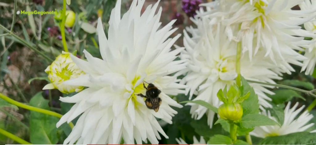 Τα ζιζανιοκτόνα απειλούν με εξαφάνιση τις μέλισσες βόμβους