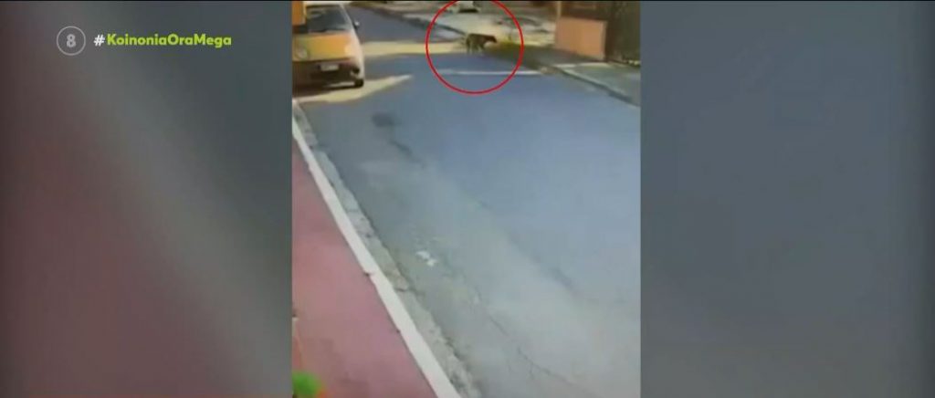 Θεσσαλονίκη: Ανάλγητη οδηγός χτύπησε σκύλο και τον εγκατέλειψε αιμόφυρτο στον δρόμο