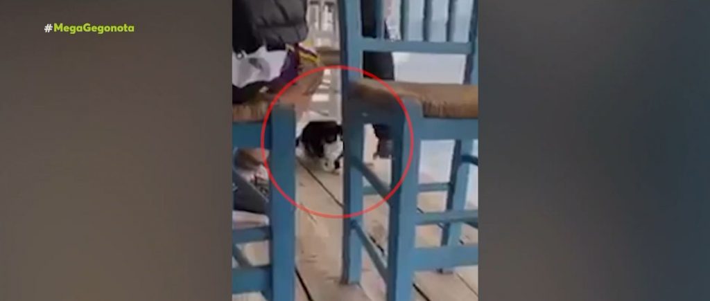 Αιδηψός: Αθώος ο άνδρας που είχε κλωτσήσει γατάκι σε ταβέρνα