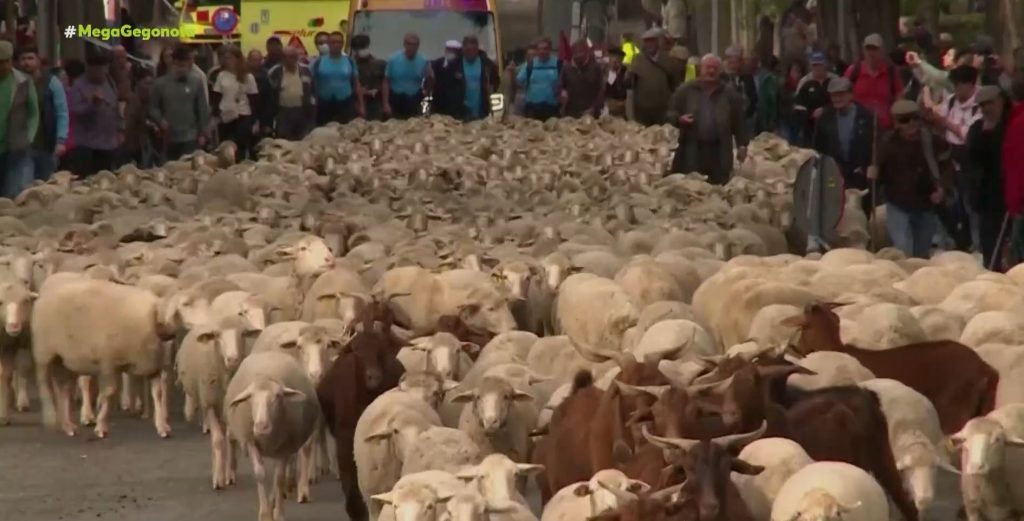Ισπανία: Μποτιλιάρισμα από… πρόβατα στο κέντρο της Μαδρίτης