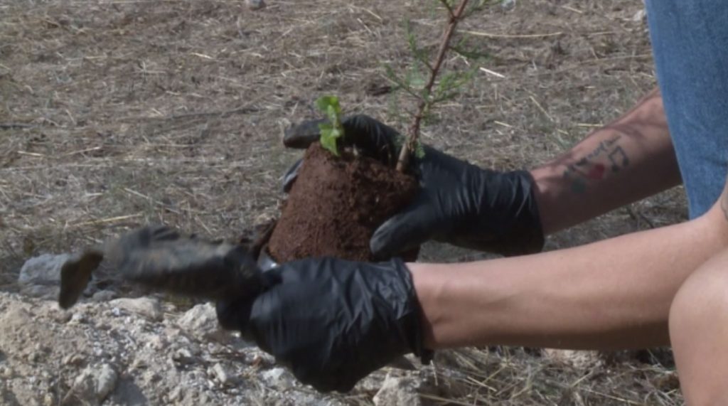 «Βίκος»: Φύτεψε 1.000 δενδρύλλια στην εθελοντική δράση της We4all