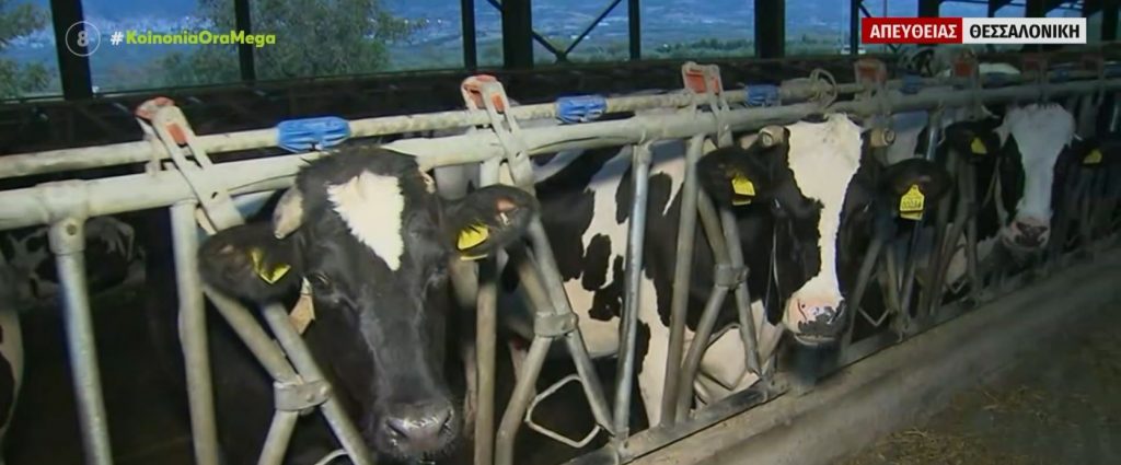Απλησίαστη η τιμή του κρέατος – Οι κτηνοτρόφοι προειδοποιούν για έλλειψη γαλακτοκομικών