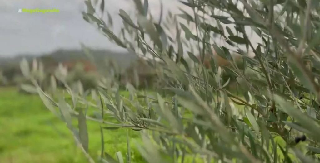 Ο Σύνδεσμος Προστασίας και Ανάπτυξης Υμηττού ενώνει δυνάμεις με την Αρχαία Ολυμπία