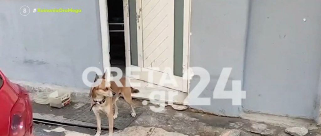 Χανιά: Σκύλος – Χάτσικο περιμένει το νεκρό αφεντικό του έξω από το σπίτι