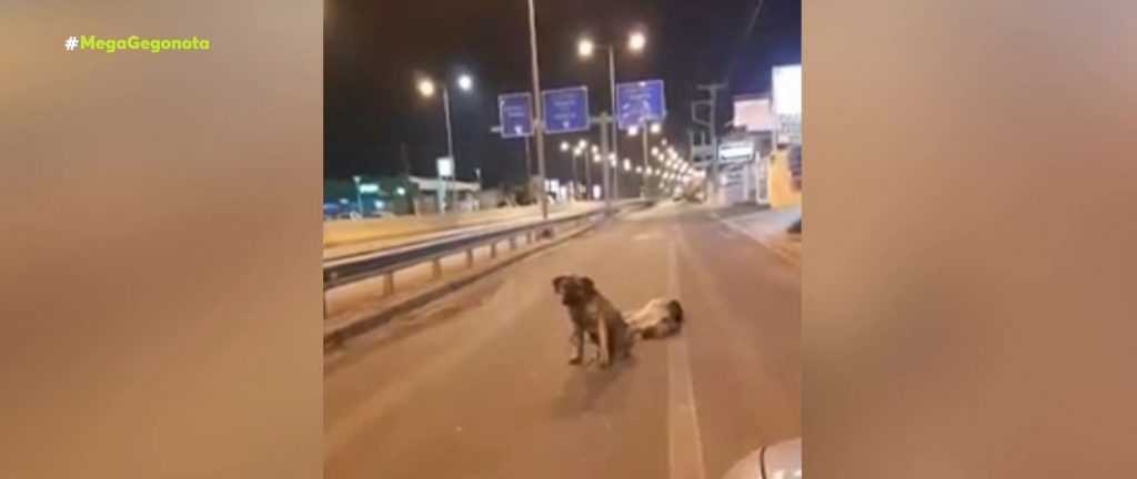 Κρήτη: Σκυλάκι θρηνεί και αρνείται να εγκαταλείψει τον νεκρό φίλο του