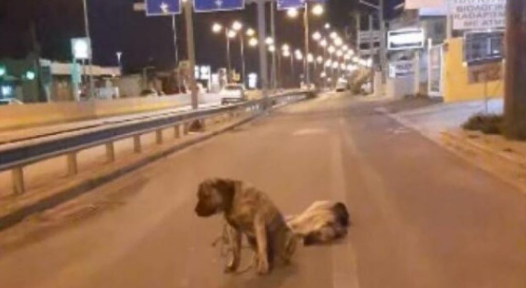 Κρήτη: Συγκινεί σκύλος που θρηνεί τον τετράποδο φίλο του στην άσφαλτο