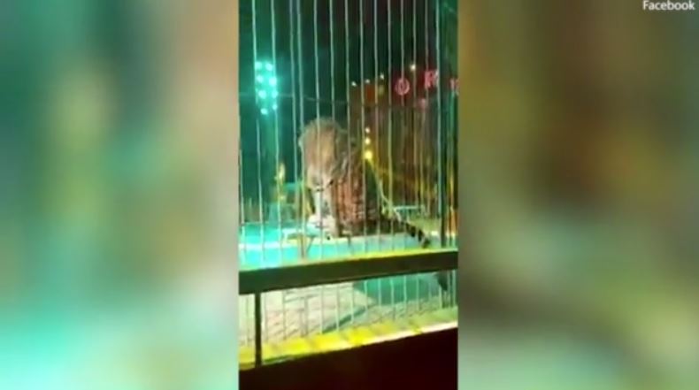 Ιταλία: Τίγρης επιτέθηκε σε θηριοδαμαστή σε τσίρκο